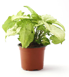 Natural Plants